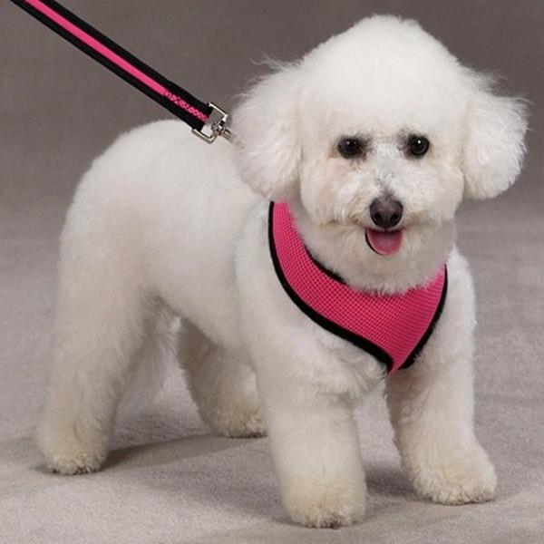 Airui Dog Adjustable Halloween Dog Collar Male Female Pet Puppy