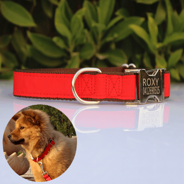 Metal Buckle Engraved Dog Collar - Designer Birds - Pet Blessings
